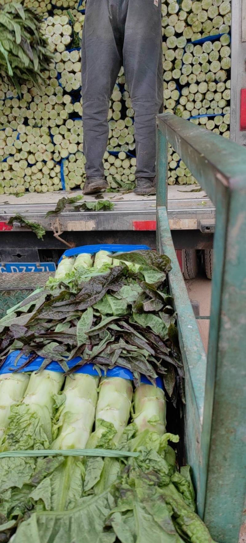 [优选]湖北荆州莴笋红叶莴笋精品莴苣品质保证