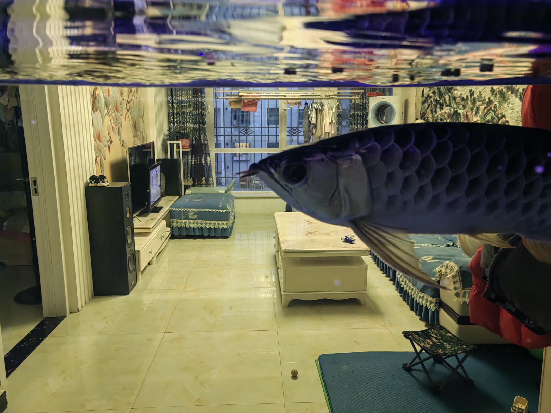 金龙鱼批发]金头过背金龙鱼价格12000.00元/个- 一亩田