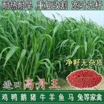 进口高丹王草种子牧草种籽四季收割高产型种子饲料牛羊猪鸡鸭