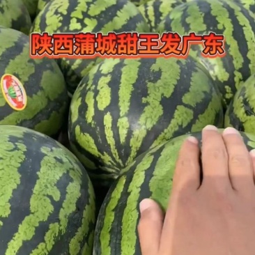 甜王西瓜，五月一号上市，欢迎各位老板合作采购