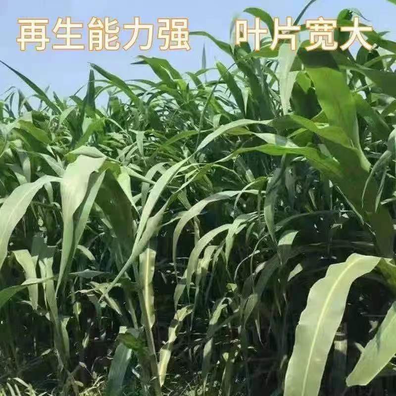 进口高丹王草种子牧草种籽四季收割高产型种子饲料牛羊猪鸡鸭