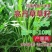 进口高丹王草种子牧草种籽四季收割高产型种子饲料牛羊猪鸡鸭