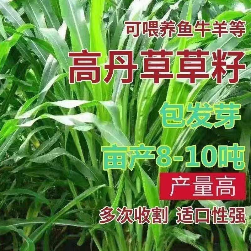 进口高丹王草种子牧草种籽四季收割高产型种子饲料牛羊猪鸡鸭