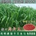 进口高丹王草种子牧草种籽四季收割高产型种子饲料牛羊猪鸡鸭