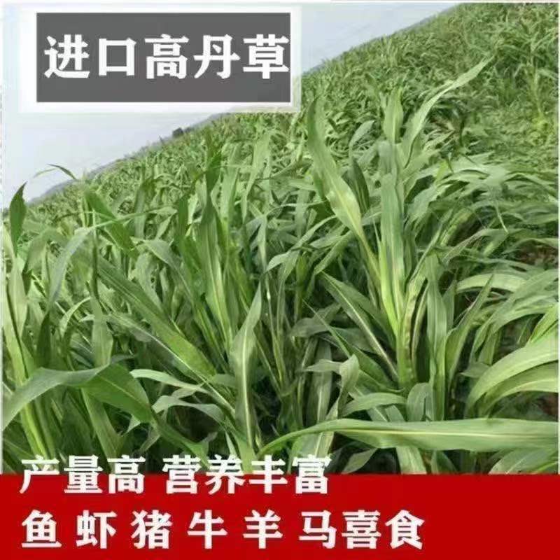 进口高丹王草种子牧草种籽四季收割高产型种子饲料牛羊猪鸡鸭