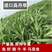 进口高丹王草种子牧草种籽四季收割高产型种子饲料牛羊猪鸡鸭