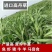 进口高丹王草种子牧草种籽四季收割高产型种子饲料牛羊猪鸡鸭
