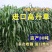 进口高丹王草种子牧草种籽四季收割高产型种子饲料牛羊猪鸡鸭