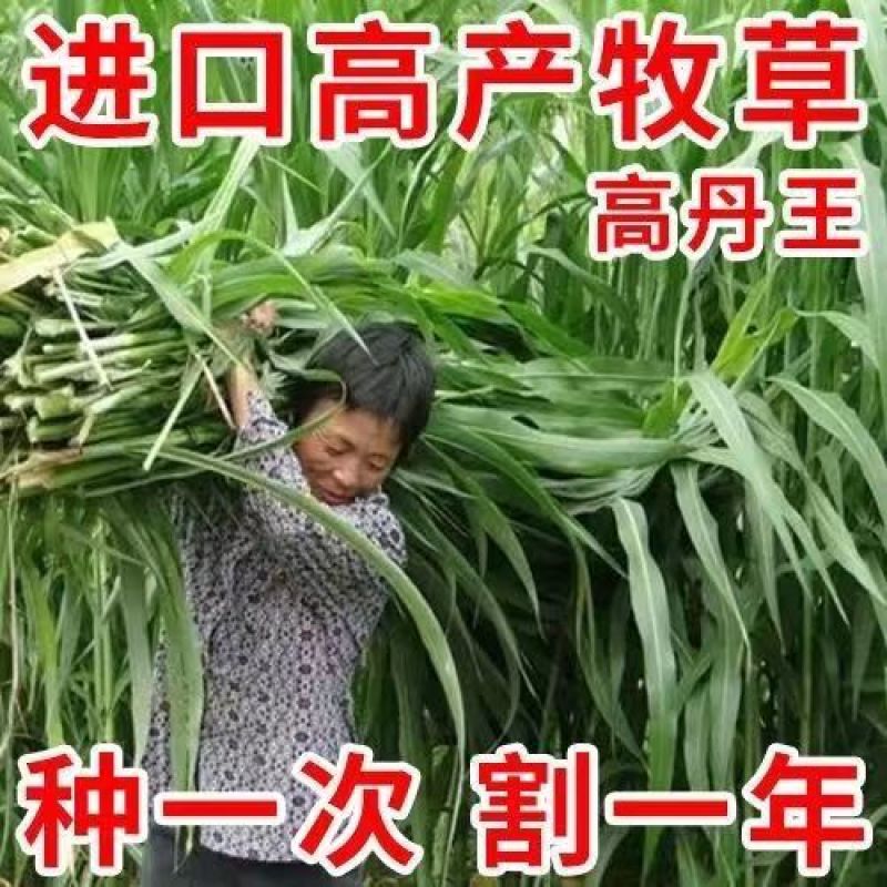 进口高丹王草种子牧草种籽四季收割高产型种子饲料牛羊猪鸡鸭