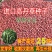 进口高丹王草种子牧草种籽四季收割高产型种子饲料牛羊猪鸡鸭
