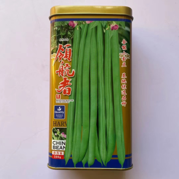小金豆种子四季架豆中早熟品种种子