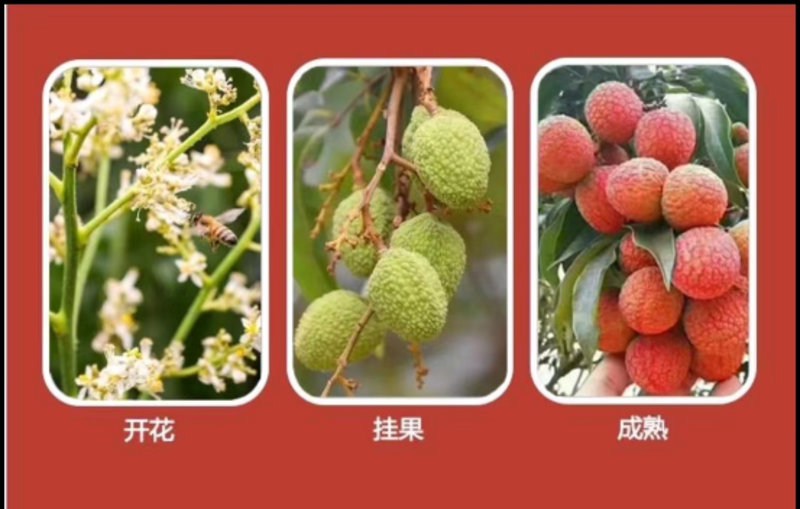 广东茂名白糖罂荔枝一手货源，产地直供，欢迎来电咨询。