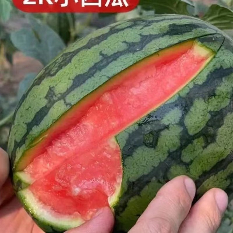 优质2k小西瓜大量上市，质量好，价格低，代发全囯