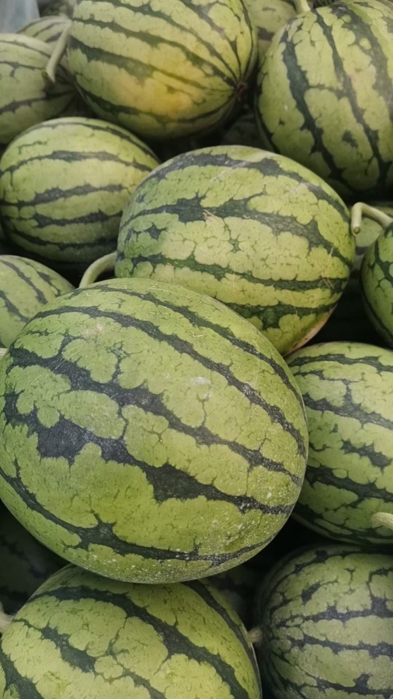 优质2k小西瓜大量上市，质量好，价格低，代发全囯