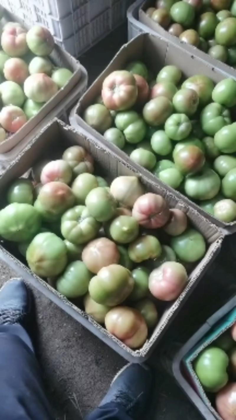 河北省昌黎县水果口感西红柿大量上市需要的联系