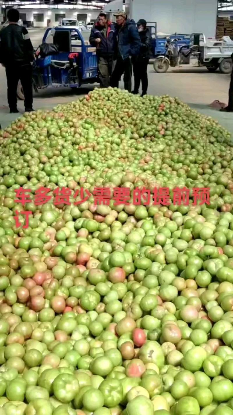 河北省昌黎县水果口感西红柿大量上市需要的联系