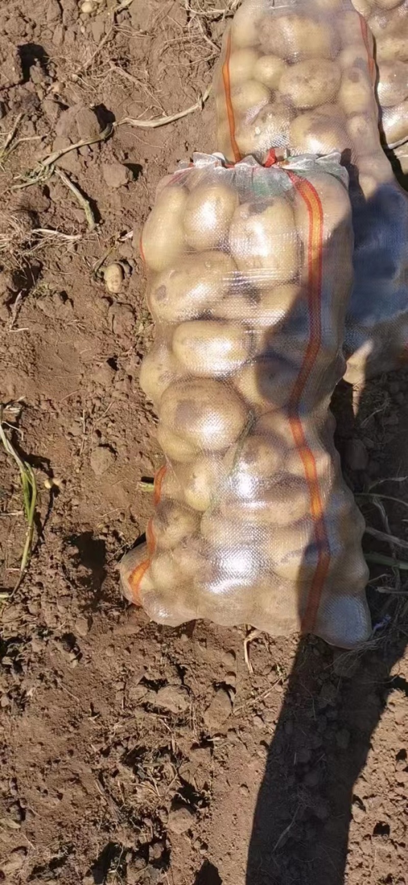 精品黄心土豆等各种品种，可视频看货商超品质欢迎咨询