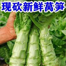 [优选]湖北荆州莴笋红叶莴笋精品莴苣品质保证