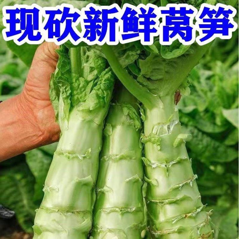 [优选]湖北荆州莴笋红叶莴笋精品莴苣品质保证