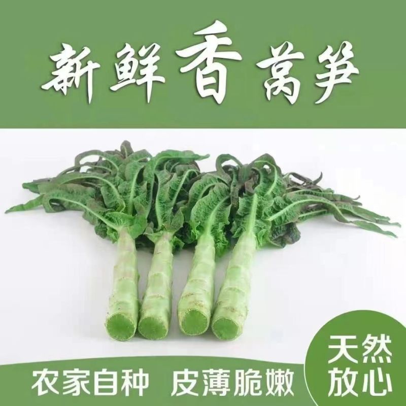 [优选]湖北荆州莴笋红叶莴笋精品莴苣品质保证