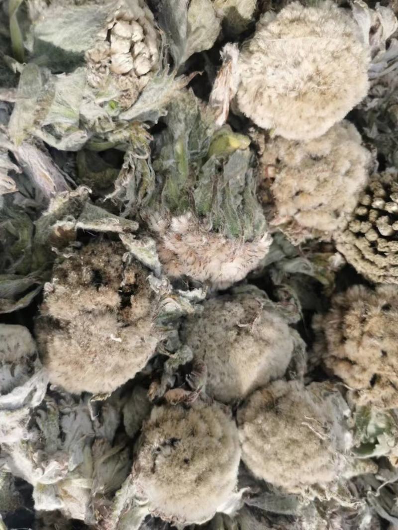 藏雪莲雪莲花