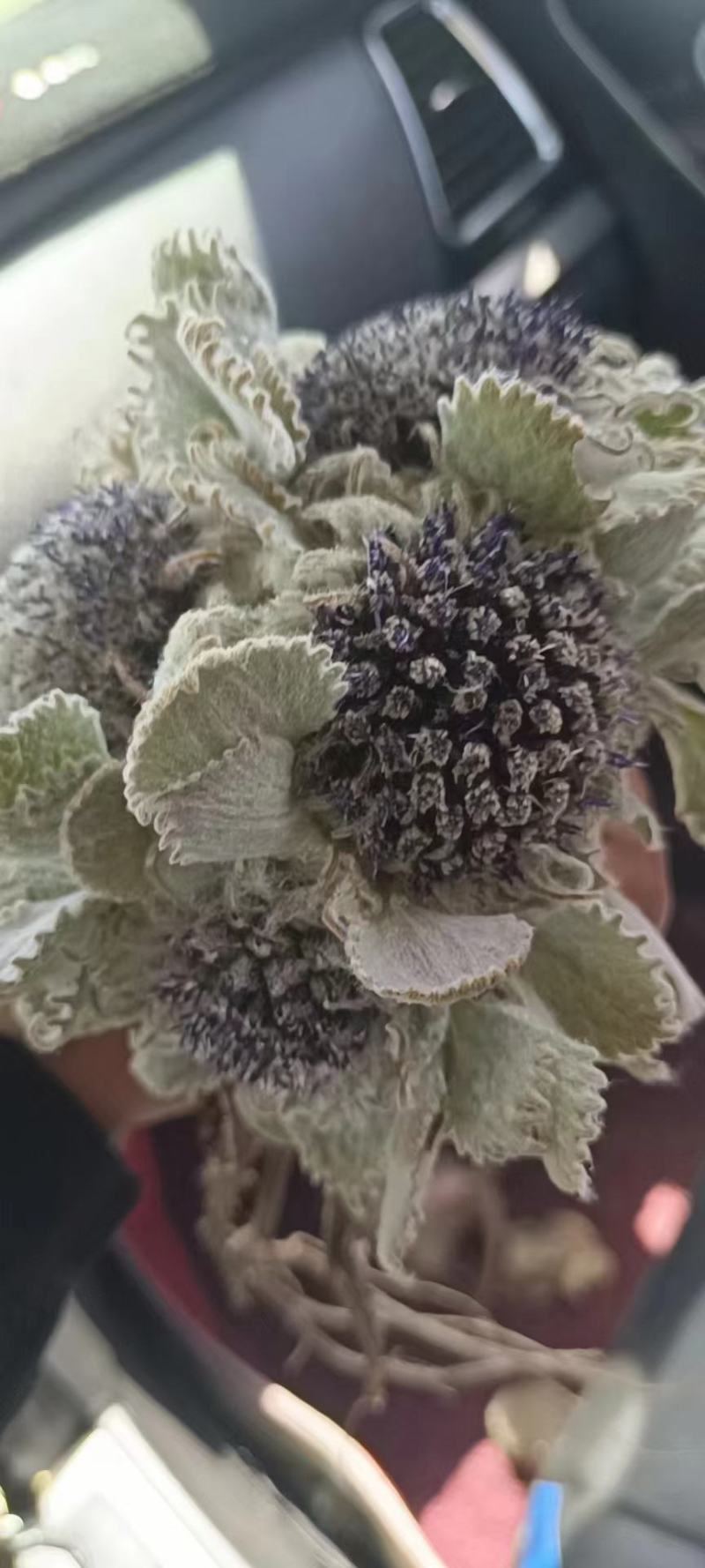 藏雪莲雪莲花