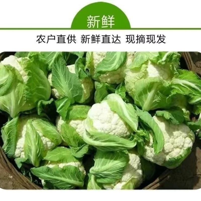 [精选]湖北荆州精品花菜有机花菜万亩基地一手货