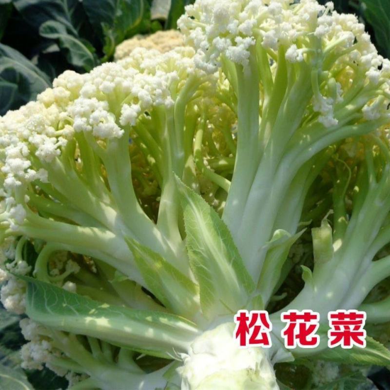 [精选]湖北荆州精品花菜有机花菜万亩基地一手货