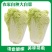 [精选]湖北荆州白菜黄心白菜一手货源物美价廉