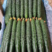 优质黄瓜鲜花带刺品种纯质量好对接全国电商批发商商超市场
