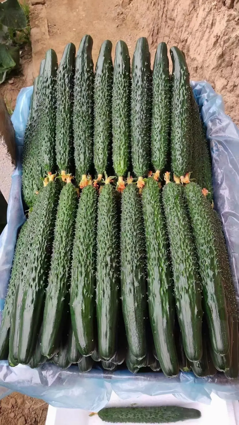 优质黄瓜鲜花带刺品种纯质量好对接全国电商批发商商超市场
