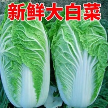 [精选]湖北荆州白菜黄心白菜一手货源物美价廉