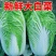 [精选]湖北荆州白菜黄心白菜一手货源物美价廉