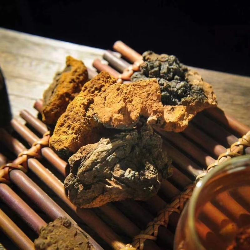 白桦茸桦树茸