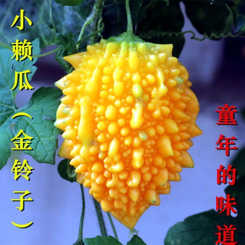 水果小癞瓜种子赖葡萄赖瓜水果种籽四季阳台爬藤蔬菜种孑