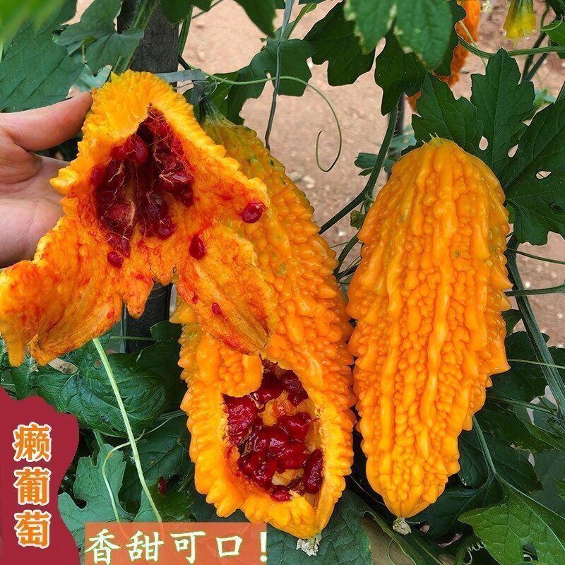 水果小癞瓜种子赖葡萄赖瓜水果种籽四季阳台爬藤蔬菜种孑