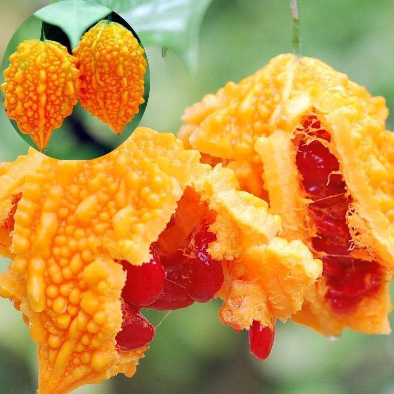 水果小癞瓜种子赖葡萄赖瓜水果种籽四季阳台爬藤蔬菜种孑