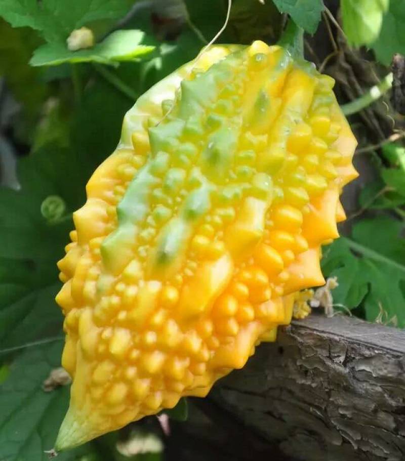 水果小癞瓜种子赖葡萄赖瓜水果种籽四季阳台爬藤蔬菜种孑