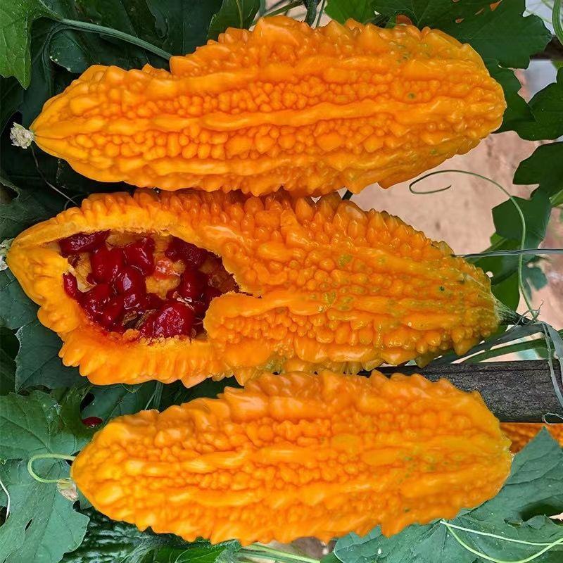 水果小癞瓜种子赖葡萄赖瓜水果种籽四季阳台爬藤蔬菜种孑