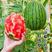 优质早春红玉西瓜大量上市质量好，价格低，含糖量高代发全国