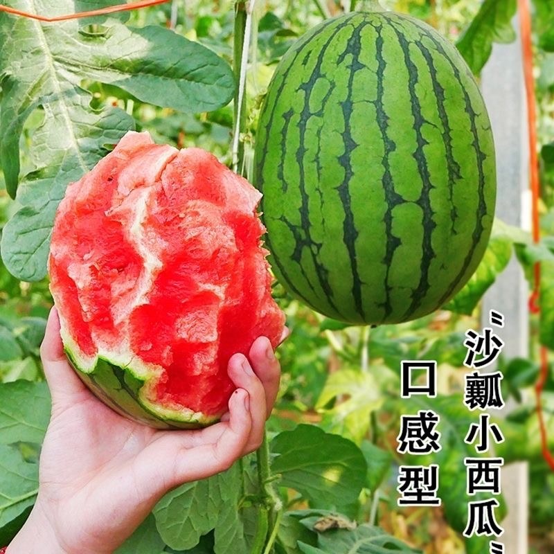 优质早春红玉西瓜大量上市质量好，价格低，含糖量高代发全国