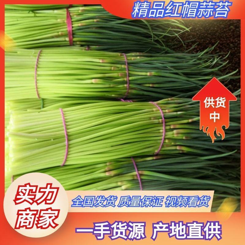 白帽蒜薹红帽蒜苔大量上市产地直供货源充足