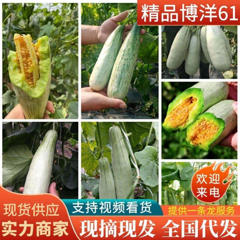 《羊角蜜甜瓜》博洋61甜瓜，河南甜瓜，承接电商微商一件代发