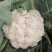 有机花菜基地直供保质保量有需要的老板联系