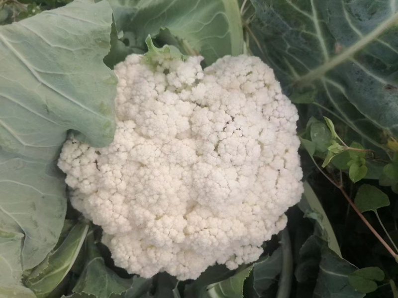 有机花菜基地直供保质保量有需要的老板联系