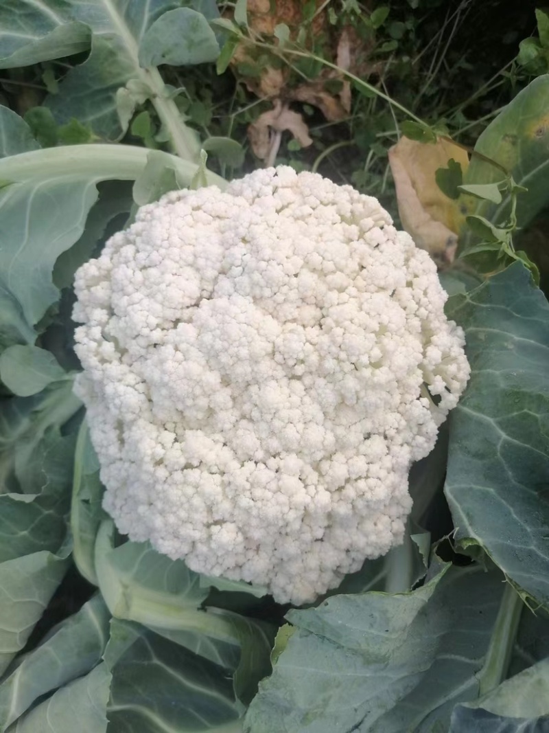 有机花菜基地直供保质保量有需要的老板联系