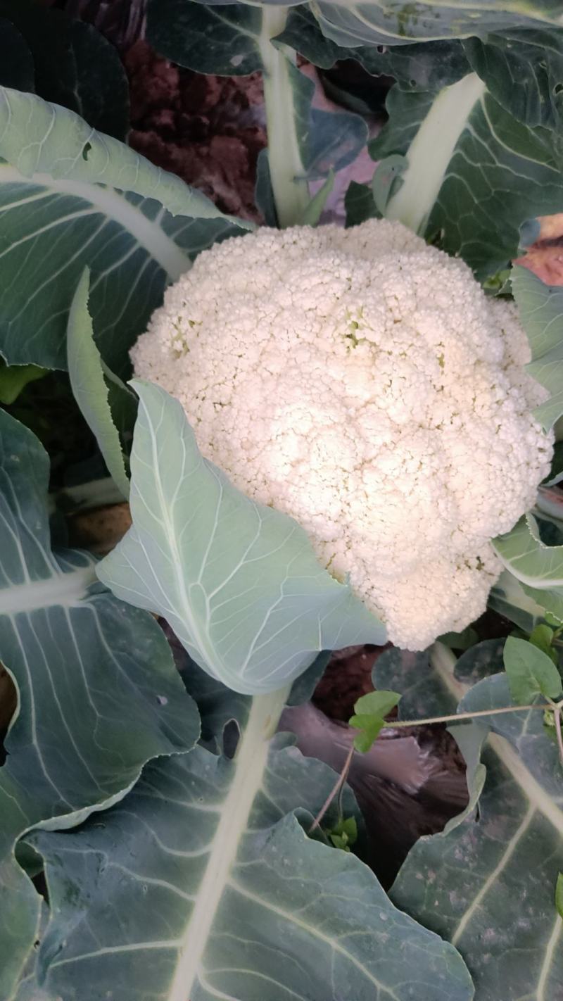 散花菜，刚上市，简阳