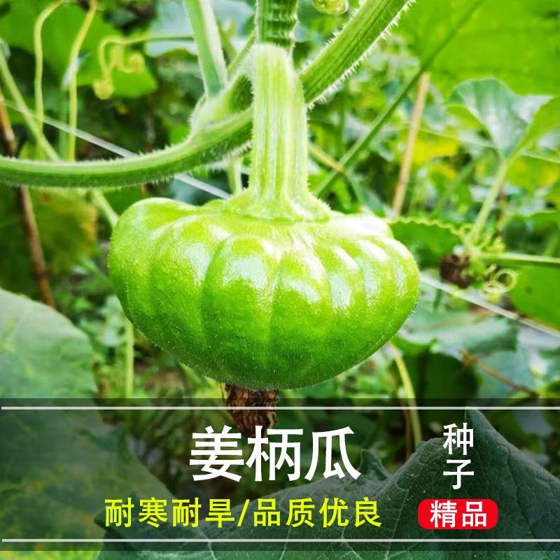 姜柄瓜种子丰产抗病越冬蔬菜甜面小南瓜种籽春季播种