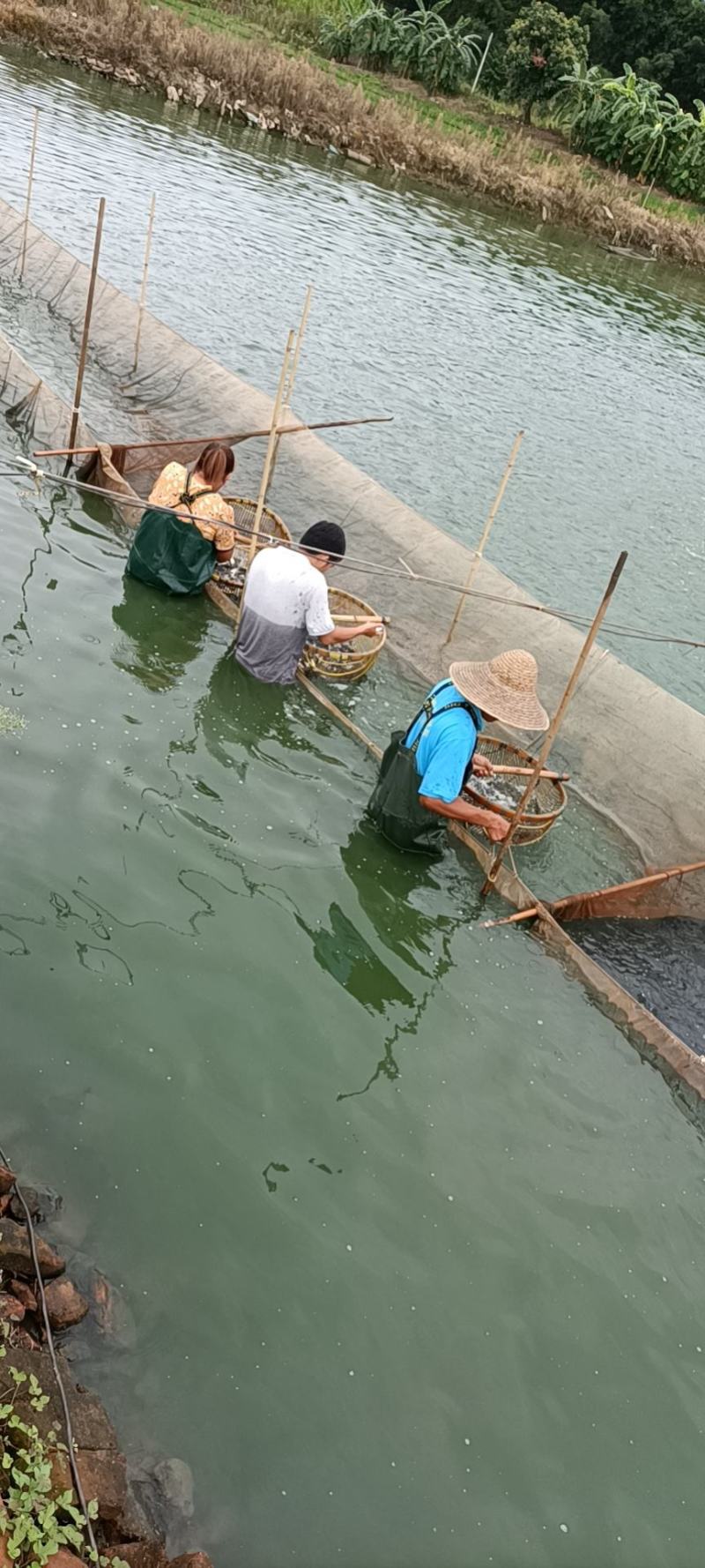 优质草鱼苗，草鲩鱼苗，脆肉鲩鱼苗，四大家鱼苗，草鱼水花
