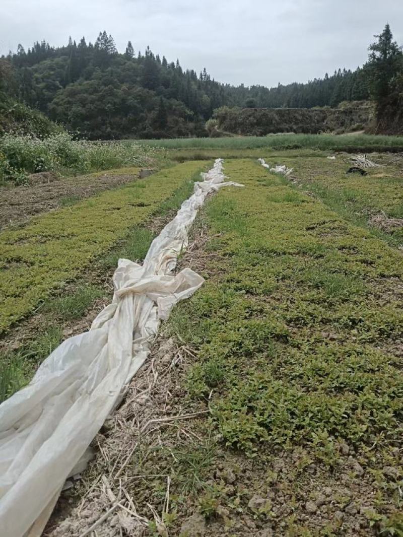 杨梅芽苗小苗，基地直发，根系发达，无病毒成活率高放心购买